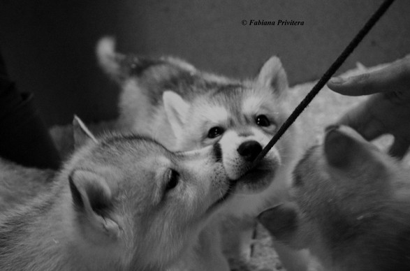noi i cuccioli