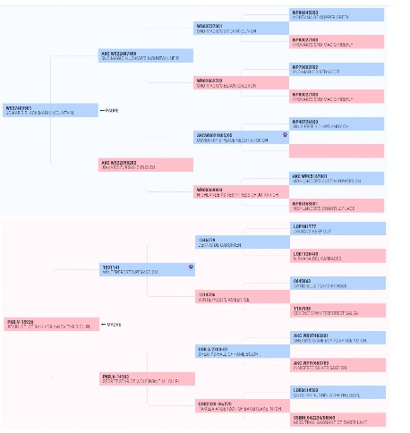 genealogia