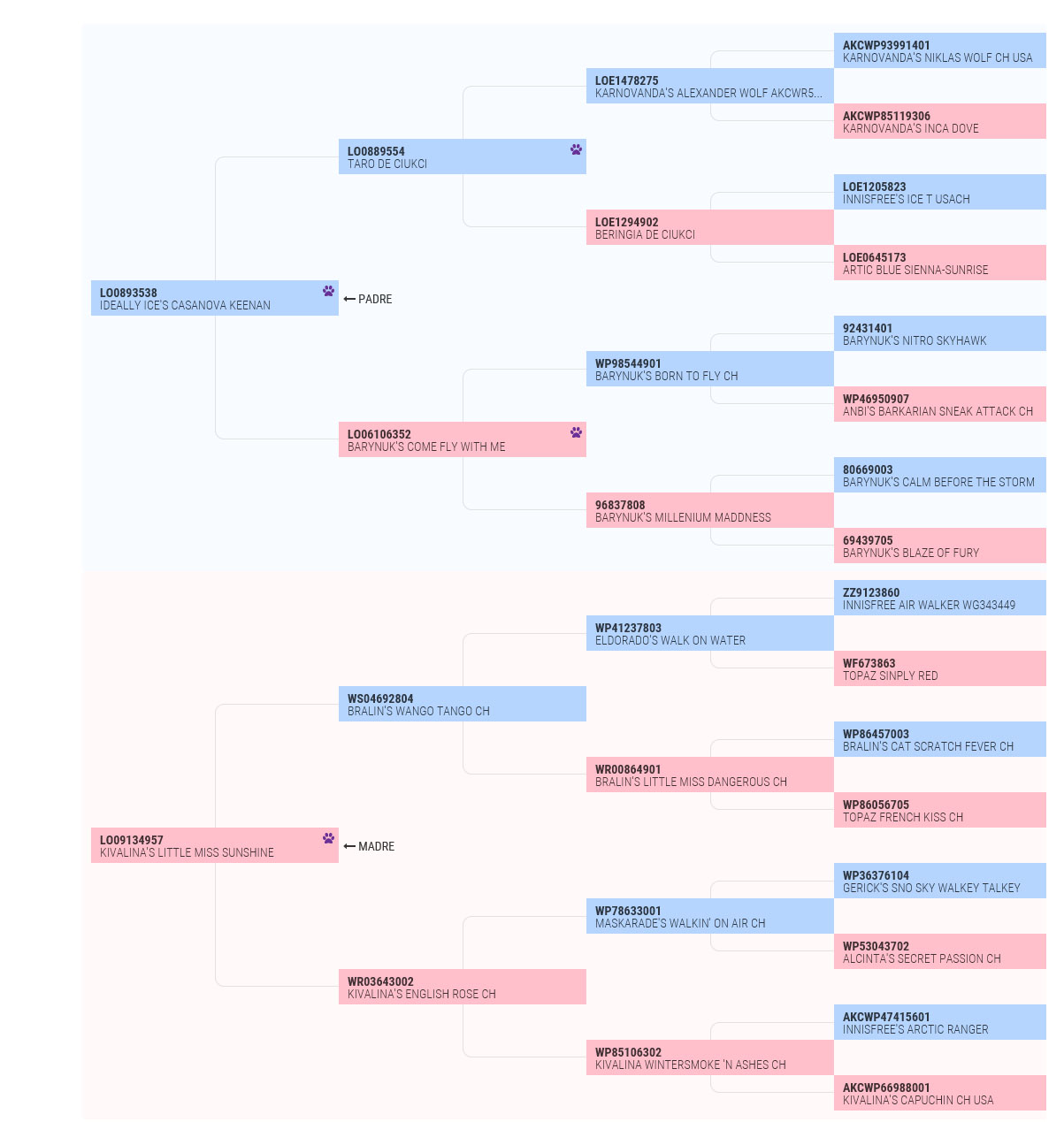 genealogia